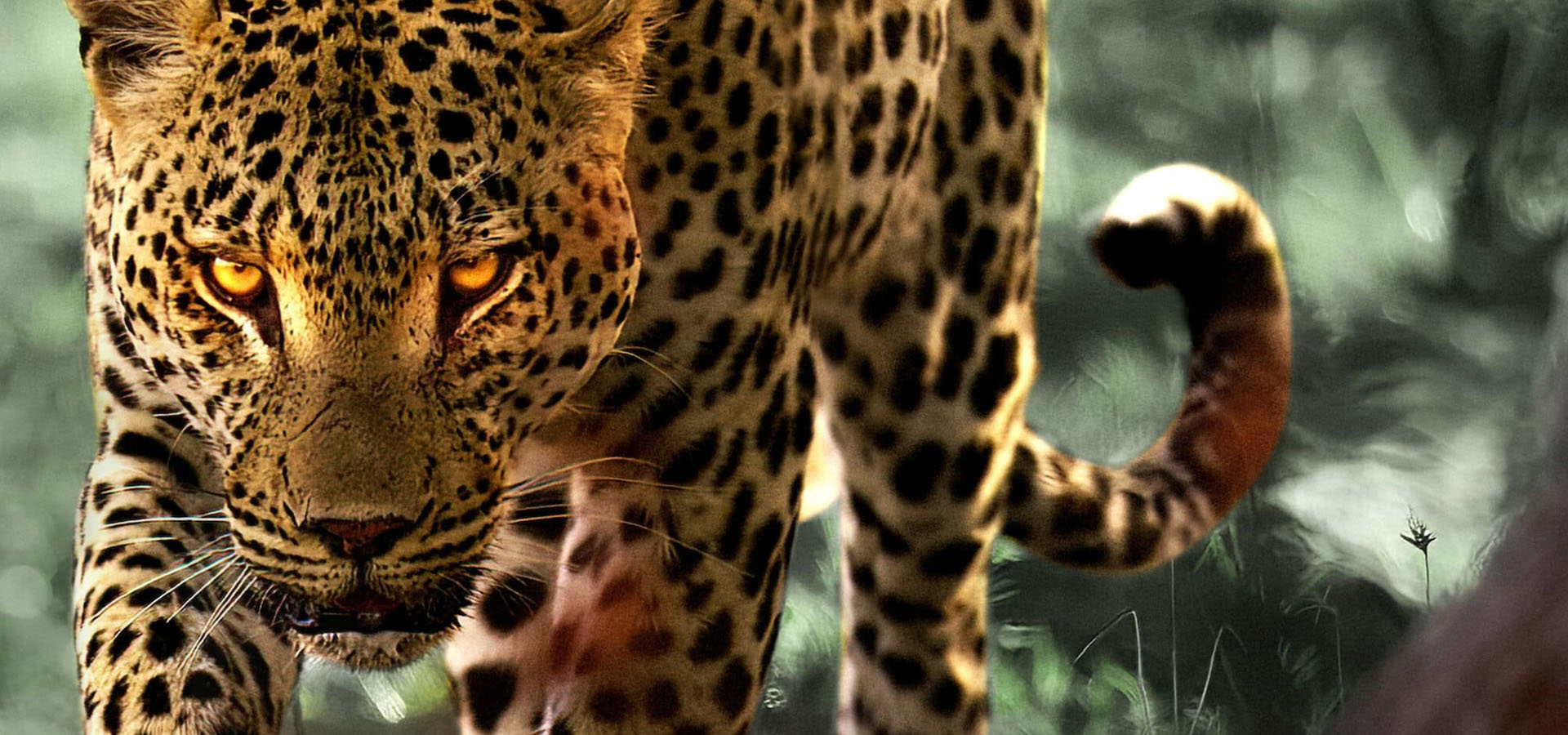 دانلود مستند Living with Leopards زندگی با پلنگ ها