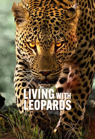 دانلود مستند Living with Leopards زندگی با پلنگ ها